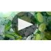 Menage a Trois Limelight Pinot Grigio 2021 Product Video