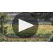 Boissy & Delaygue Lou Pontias Viognier 2022 Lou Pontias Viognier Product Video