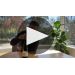 Jim Barry Lodge Hill Riesling 2017 Product Video