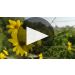 Riva de la Rosa Vermentino 2023 Product Video