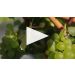 Nickel & Nickel Truchard Vineyard Chardonnay 2020 Truchard Vineyard Chardonnay Notes Product Video