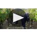 Root:1 Estate Carmenere 2022 Product Video