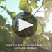 Billecart-Salmon Cuvee Nicolas Francois Brut 2008 Product Video