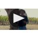 Treana Cabernet Sauvignon 2021 Product Video