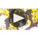 Nickel & Nickel DeCarle Cabernet Sauvignon 2019 Winemaker Tasting Notes Product Video