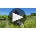 Peter Mathis Rose of Grenache 2018 Product Video