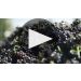 Joel Gott Oregon Pinot Noir 2018 Product Video