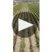 Ippolito 1845 Mare Chiaro Ciro Bianco 2022 2023 Harvest Product Video