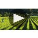 Spottswoode Lyndenhurst Cabernet Sauvignon 2019 Lyndenhurst Cabernet Sauvignon Notes Product Video