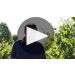 J. Lohr Estates Seven Oaks Cabernet Sauvignon 2019 Product Video
