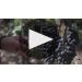 Chateau Mouton Rothschild (1.5 Liter Magnum) 2021 Learn More About the 2021 Vintage Product Video