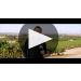 J. Lohr Hilltop Cabernet Sauvignon (375ML half-bottle) 2021 Winemaker Tasting Notes Product Video