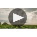 Chateau Haut-Brion 2019 Closer Look at the 2019 Vintage Product Video