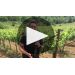 Domaine Gioulis Sofos Red 2018 Winemaker Notes Product Video