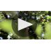 Benziger North Coast Sauvignon Blanc 2017 Product Video