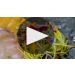 Susana Balbo Barrel Fermented Torrontes 2024 Product Video