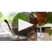 Susana Balbo Signature Rose 2023 Product Video