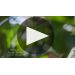 Favia Carbone Red Blend 2016 The Carbone Vineyard Product Video