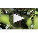 Benziger Merlot 2017 Product Video