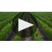 Nickel & Nickel State Ranch Cabernet Sauvignon (1.5 Liter Magnum) 2016 State Ranch Cabernet Sauvignon Tasting Product Video