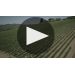 Castellani Chianti Classico Riserva 2016 Winemaker Notes Product Video