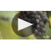 Nino Negri Quadrio Valtellina Superiore 2016 Winemaker Danilo Drocco Product Video
