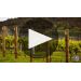 Dalrymple Estate Pinot Noir 2017 Product Video