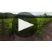 Nickel & Nickel Branding Iron Cabernet Sauvignon 2021 Winemaker Tasting Notes Product Video
