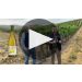 Mason Napa Valley Chardonnay 2020 Product Video