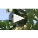Chateau Ste. Michelle Columbia Valley Chardonnay 2023 Discover Washington State Chardonnay Product Video